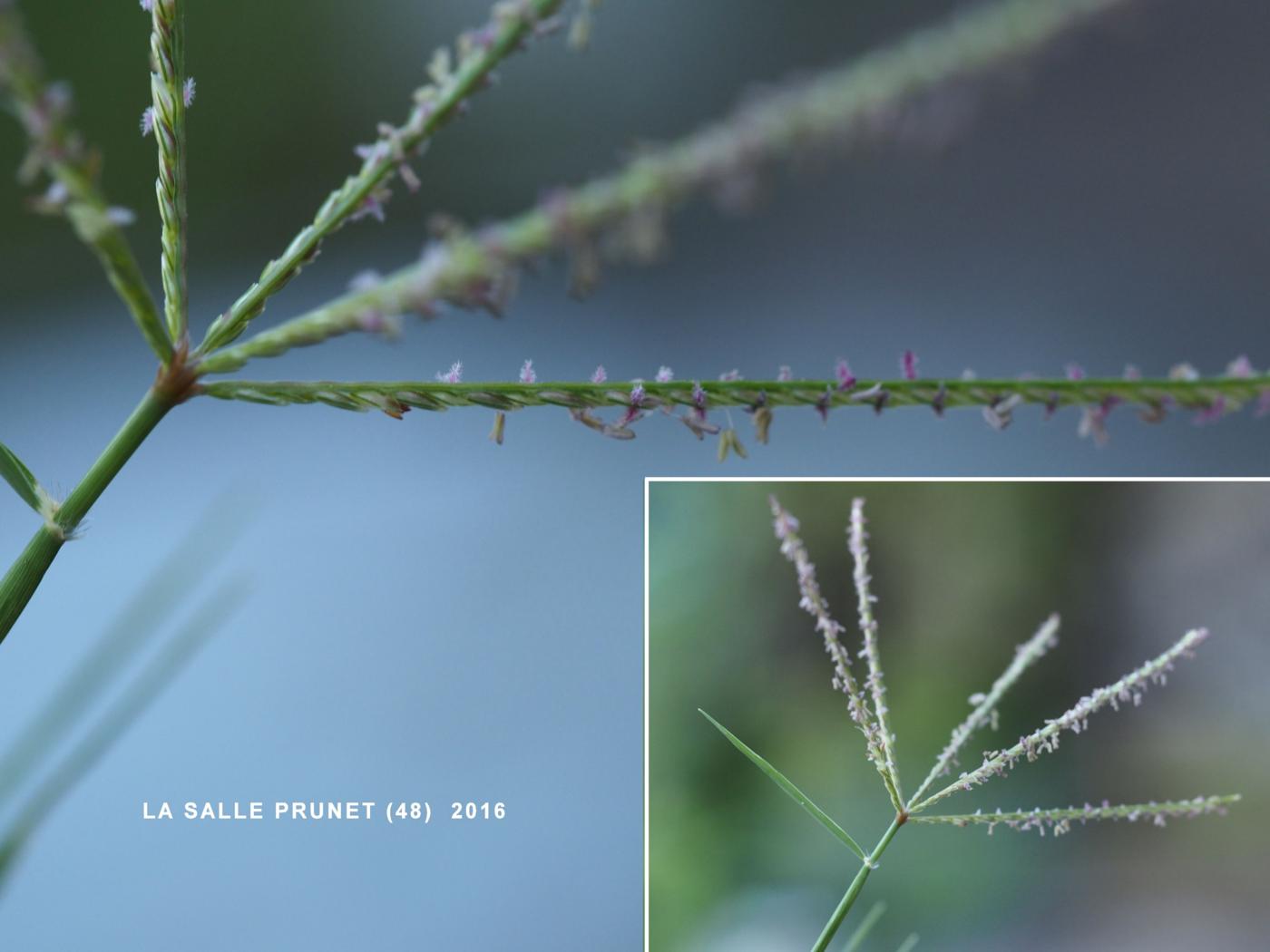 Bermuda grass flower